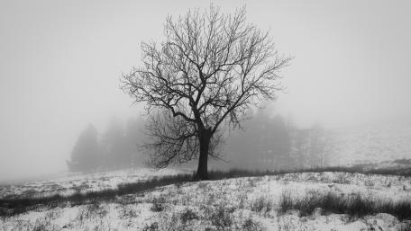 Silent Misty Landscape with a Lone Tree wallpaper