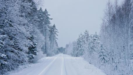 Winter Wonderland Pathway Through Snowy Trees wallpaper