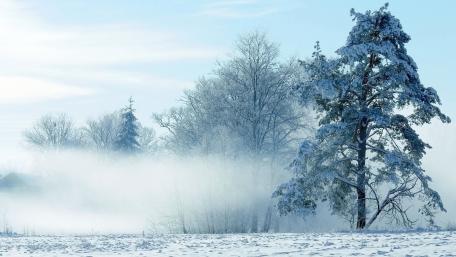 Winter Wonderland Serenity Amidst the Snowy Trees wallpaper