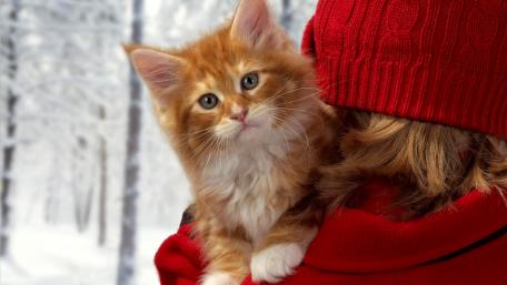 Cozy Companion in Winter Wonderland wallpaper