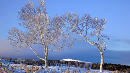 Frost-kissed Trees under a Clear Blue Sky wallpaper