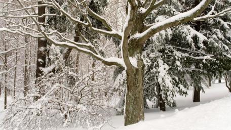 Winter Wonderland in a Snowy Forest wallpaper