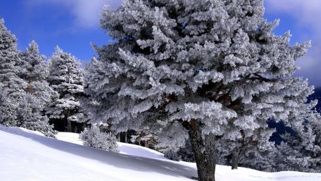 Majestic Snow-Covered Tree in Winter Wonderland wallpaper