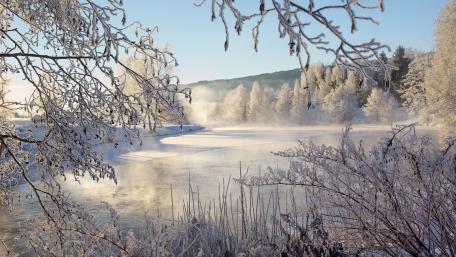 Winter Wonderland Captured in Frosted Beauty wallpaper