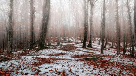 Misty Forest in Autumn Glow wallpaper