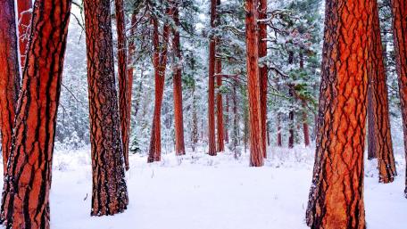 Winter Wonderland in Pine Forest wallpaper