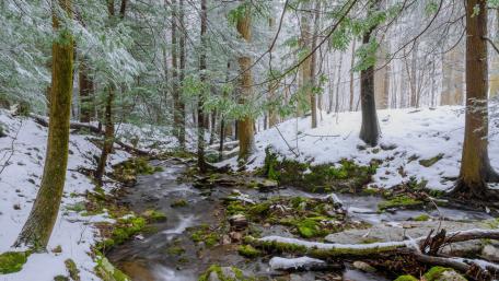 Winter Serenity in the Forest Stream wallpaper
