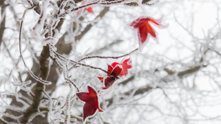 Frozen Beauty of Autumn Leaves wallpaper