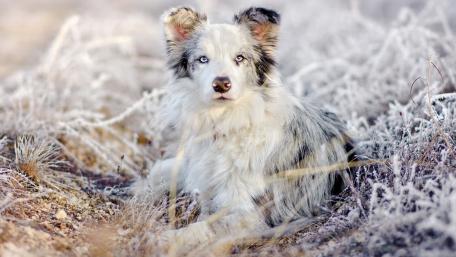 Frosty Companion in the Wild Landscape wallpaper