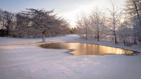 Winter Serenity in a Snowy Landscape wallpaper