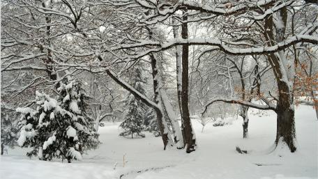 Winter Wonderland in a Snowy Forest Scene wallpaper