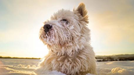 Frosty Paws Delight wallpaper