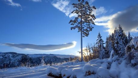 Majestic Winter Wonderland Scene wallpaper