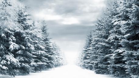 Winter Wonderland Pathway Through Snowy Pines wallpaper