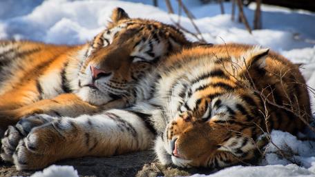 Cozy Tigers Enjoying Winter Nap wallpaper