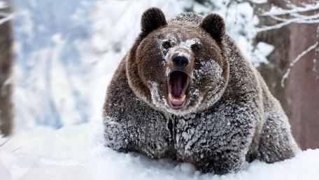 Majestic Bear in Snowy Wilderness wallpaper