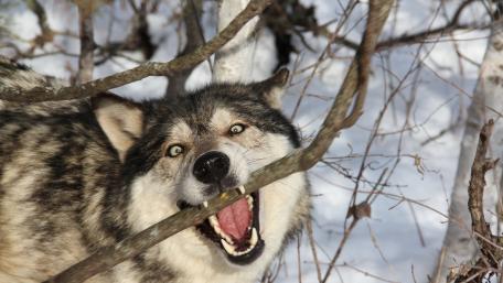 Majestic Wolf Roaming in Winter Forest wallpaper
