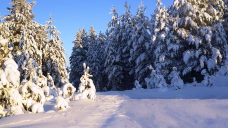 Winter Wonderland in Serene Forest Scene wallpaper