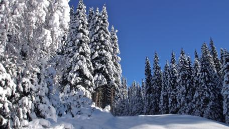 Winter Wonderland Surrounded by Majestic Pines wallpaper
