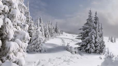 Winter Wonderland in Serene Snowy Landscape wallpaper