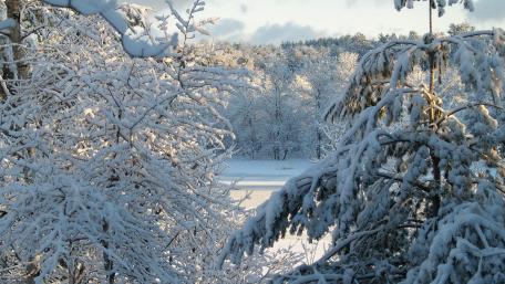 Winter Wonderland Blanketed in Snow wallpaper