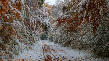Serene Snow-Covered Forest Pathway wallpaper