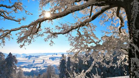 Winter Wonderland Glimmering in Snowy Serenity wallpaper