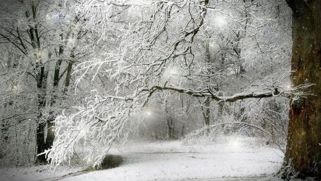Winter Wonderland in Serene Silence wallpaper