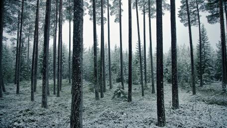 Winter Serenity in a Snowy Forest Scene wallpaper