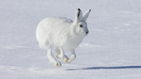 Snowy Rabbit in Playful Leap Across the Winter Landscape wallpaper