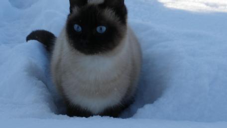 Siamese Cat Playing in Snowy Wonderland wallpaper