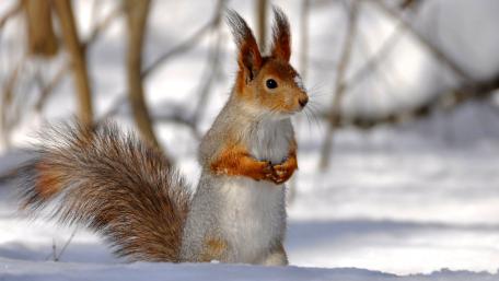 Charming Squirrel in Winter Wonderland wallpaper