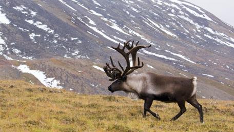 Majestic Reindeer in Scenic Landscape wallpaper