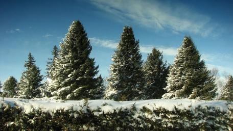 Winter Wonderland of Snow-Capped Trees wallpaper