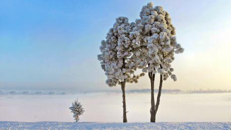 Winter Wonderland with Frosty Trees wallpaper