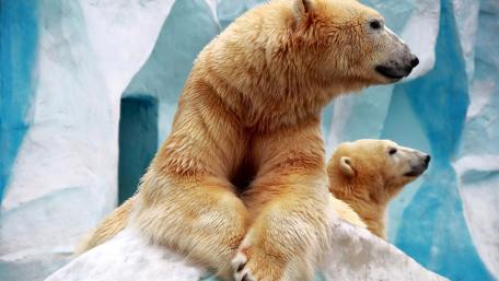 Majestic Polar Bears in a Chilly Landscape wallpaper