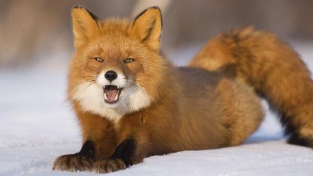 Majestic Fox in Snowy Landscape wallpaper