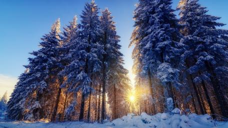 Winter Forest at Dawn wallpaper