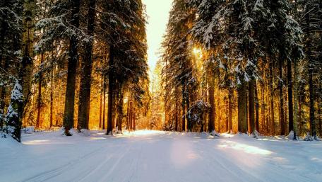 Winter Forest Pathway Under Golden Light wallpaper