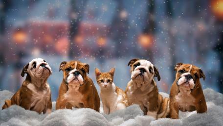 Adorable Pets in a Winter Wonderland wallpaper