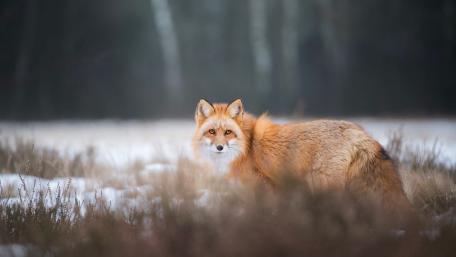 Majestic Red Fox in a Snowy Landscape wallpaper