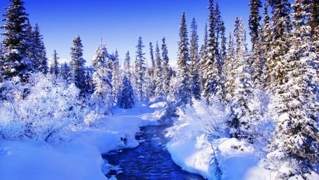 Winter Wonderland Serenity of Snowy Pines and Stream wallpaper