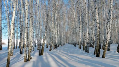 Winter Wonderland of Birch Trees wallpaper