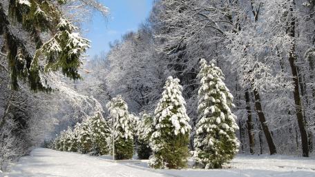 Winter Wonderland Pathway Through Snowy Pines wallpaper