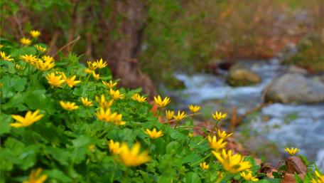 Golden Blooms by the Streamside wallpaper