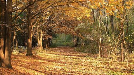 Autumn Serenity in the Forest Pathway wallpaper