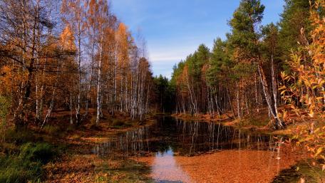 Autumn Serenity in Nature's Embrace wallpaper