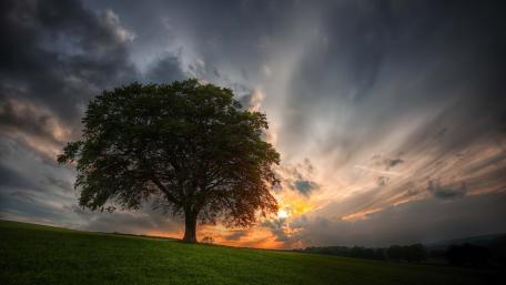 Majestic Sunset Behind a Solitary Tree wallpaper