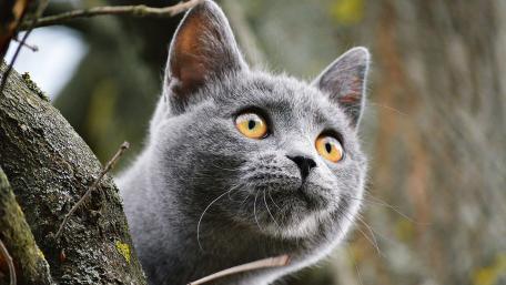Majestic Gaze of the Curious Cat wallpaper