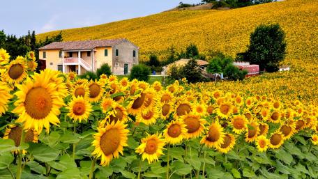 Sunflower Splendor at Rustic Farmhouse wallpaper